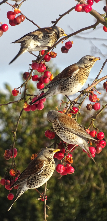 Stripping Berries